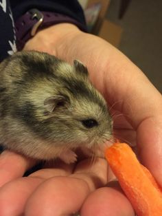 a hamster eating a carrot in someone's hand