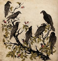 four black birds perched on top of a tree branch