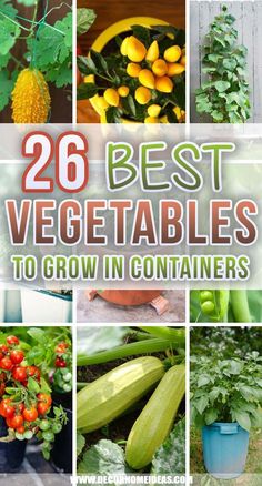 the best vegetables to grow in containers