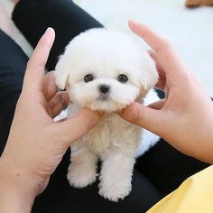 a person holding a small white dog in their hands