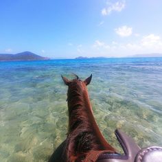 a horse is standing in the water looking out at the ocean from its rear end