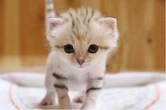 a small kitten walking across a white tablecloth on top of a wooden floor next to a chair