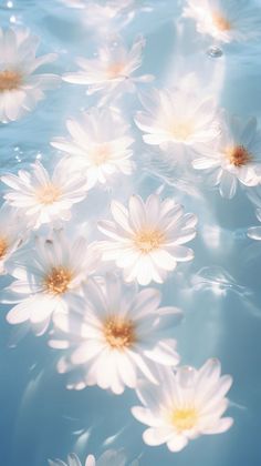 many white flowers floating in the water