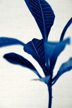 a blue plant is casting a shadow on the wall