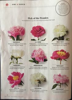 a bunch of pink and white flowers are on a piece of paper with the words pick of the peonies