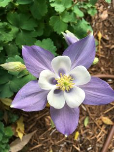 a purple and white flower is in the middle of some green plants with yellow stamen