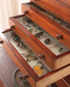 a drawer with many butterflies inside of it