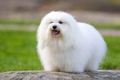 a small white dog standing on top of a rock