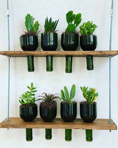 there are many plants that are on the shelves