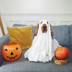 a dog sitting on top of a couch covered in a blanket next to pumpkins