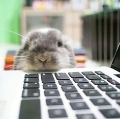 a close up of a small animal near a laptop