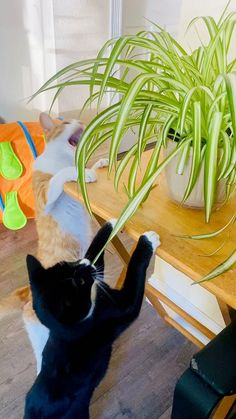 two cats playing with each other on the floor near a table and potted plant