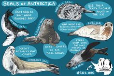 seals of antartica are depicted in this hand - drawn illustration by ascolg