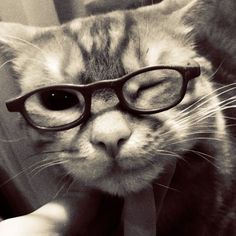 a black and white photo of a cat wearing glasses