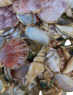 many seashells are gathered together on the beach