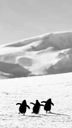 three penguins are walking in the snow together