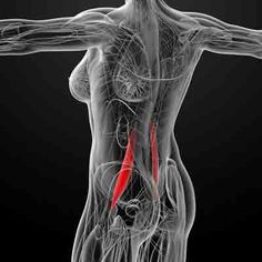 Psoas Iliaque, Muscle Imbalance, Muscle Anatomy