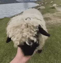 a hand is holding a sheep by the water