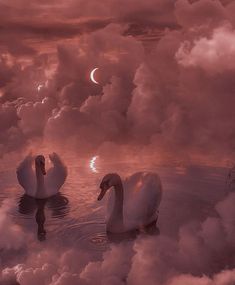 two swans swimming in the water under a pink sky with clouds and a half moon