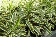 some green and white plants in a pot