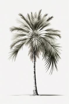 a black and white photo of a palm tree with no leaves on the bottom half