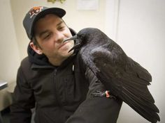 a man holding a large black bird on his arm