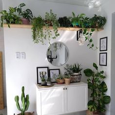 some plants are sitting on top of a white cabinet in a room with mirrors and potted plants