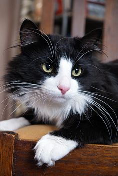 a black and white cat sitting on top of a wooden chair looking at the camera