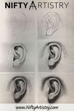 four different types of ears drawn in pencil