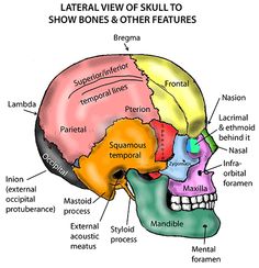 the frontal view of the skull shows bones and other features