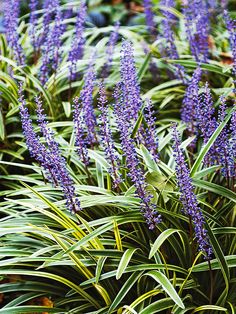 purple flowers are blooming in the garden