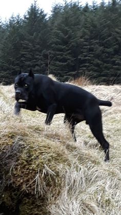 a black dog is running through some dry grass