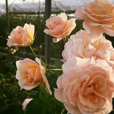 several pink roses blooming in a garden