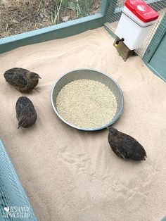 three birds are sitting in the sand next to a bowl with oatmeal