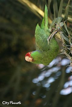 a green parrot perched on top of a tree branch