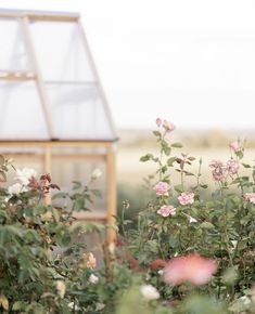 pink and white flowers in front of a wooden greenhouse