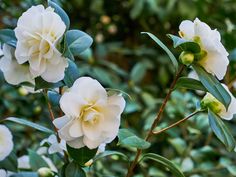 some white flowers with green leaves on them