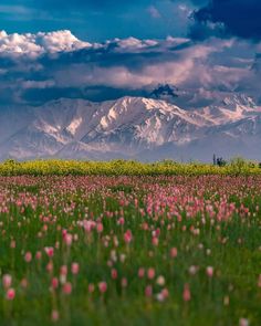 a field with flowers and mountains in the background