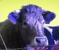 a cow with horns standing behind a barbed wire fence in front of a yellow wall