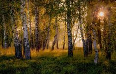 the sun shines through the trees and grass in this forest filled with tall grasses