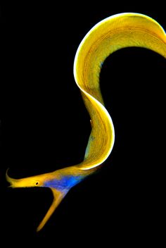 a yellow and blue bird with its tail curled up in the air, against a black background