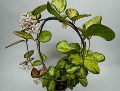 a potted plant with green leaves and white flowers