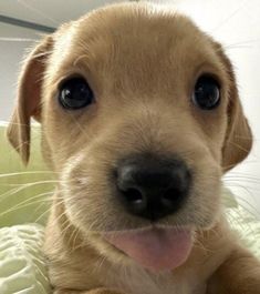 a close up of a dog laying on a bed with its tongue hanging out and looking at the camera