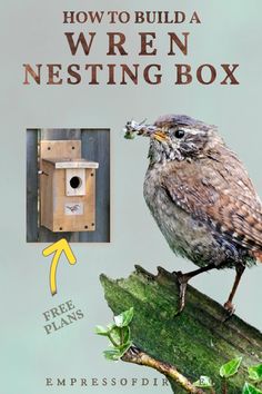 Carolina wren with food in its mouth and image of a wren nesting box. Wren Houses Birdhouses, Carolina Wren Bird House, Wren House Plans, Wren Bird House, Texas Birds, Bat Boxes, Messy Garden, Birdhouse Plans