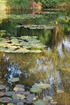 water lilies are floating on the surface of a pond