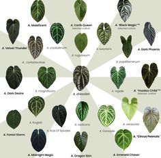 the different types of leaves that are in each planter's heart shaped arrangement