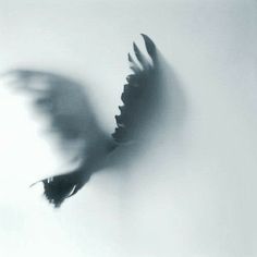 a blurry photo of a bird flying in the sky