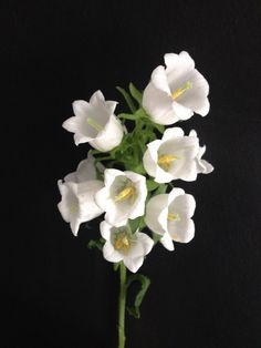 white flowers in a vase on a black background