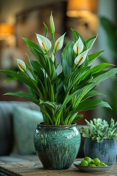 two green vases with white flowers on a wooden table in front of a couch