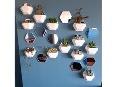 the wall is decorated with hexagonal mirrors and succulents